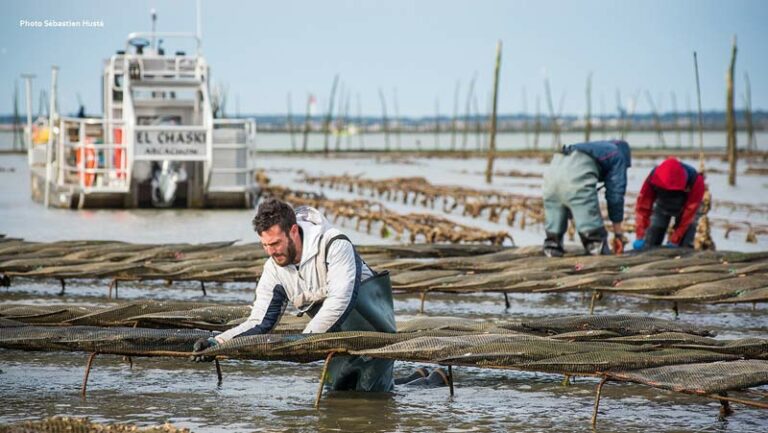 Ostréiculture sur le bassin d’Arcachon